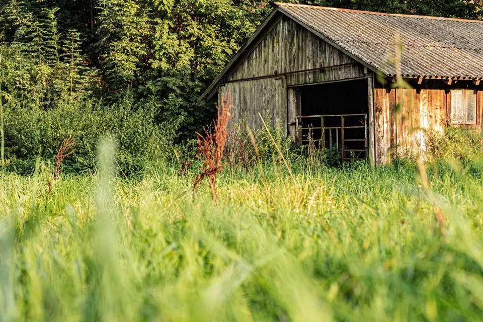 Vieille grange en bois couverte de plaques ondulées grises, au milieu des herbes hautes